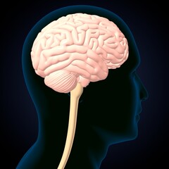 human brain, cerebellum and thalamus anatomy. 3d illustration