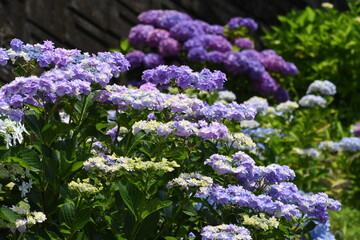 木漏れ日の中で咲く紫陽花