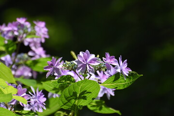 木漏れ日の中で咲く紫陽花