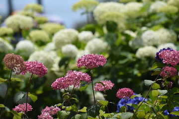 木漏れ日の中で咲く紫陽花