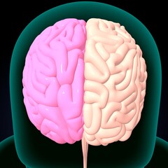 human brain, cerebellum and thalamus anatomy. 3d illustration