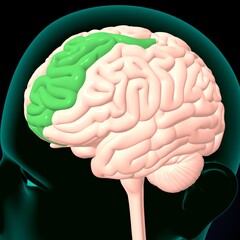 human brain, cerebellum and thalamus anatomy. 3d illustration