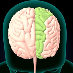 human brain, cerebellum and thalamus anatomy. 3d illustration