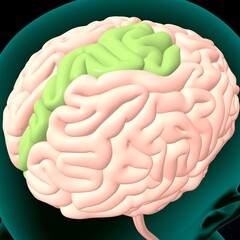 human brain, cerebellum and thalamus anatomy. 3d illustration