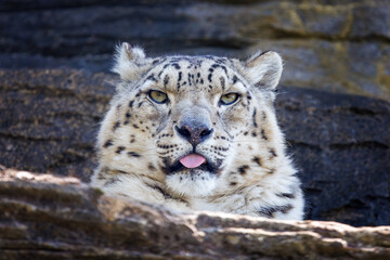 Closeup up of an adult snow leopard, Panthera uncia, watching from a rocky ledge. The tip of a pink tongue can be seen poking out.
