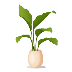 Houseplant in pot isolated on white background.
