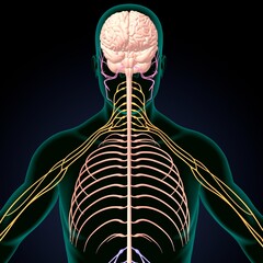 human brain, cerebellum and thalamus anatomy. 3d illustration