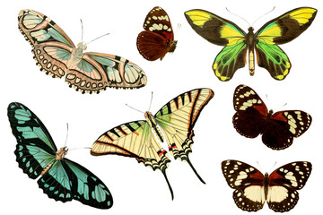 Set Of Vintage Illustration Of Different Species Of Butterflies With Transparent Background, Colorful Butterfly Flying