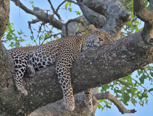 beautiful alert leopard with eyes open lying on its belly on a tree branch and legs dangling in the...
