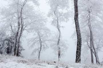 A locust tree forest covered in rime