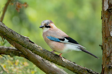 Eichelh&auml;her im Baum