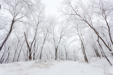 A locust tree forest covered in rime
