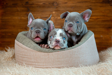 A group of cute funny French bulldog puppies are sitting in an animal bed looking at the camera