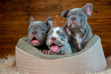 A group of cute funny French bulldog puppies are sitting in an animal bed looking at the camera