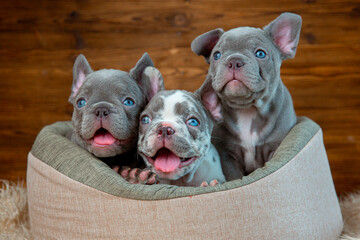 A group of cute funny French bulldog puppies are sitting in an animal bed looking at the camera