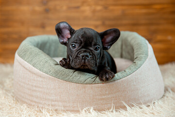 Cute baby French bulldog puppy lies in an animal bed on a wooden background