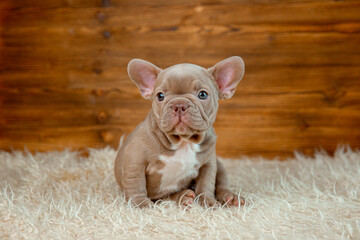 cute baby French bulldog puppy on a wooden background