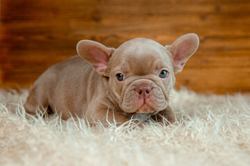 cute baby French bulldog puppy on a wooden background