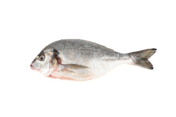 Poached and scaled dorada fish isolated on white background.