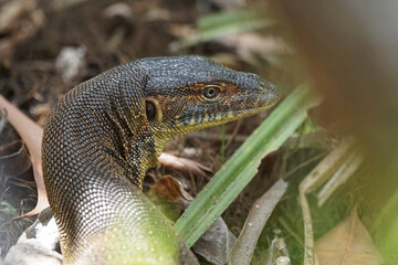 Freilebender Water Monitor im Litchfield Nationalpark - Australien