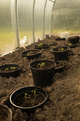 Cucumber seedlings are tied in a greenhouse. Growing useful products in the garden close-up. Selective focus. High quality 