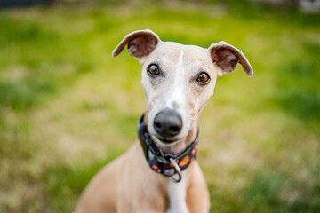 Healthy happy close-up portrait of light brown pure bred dog whippet. Big nose, funny dog.