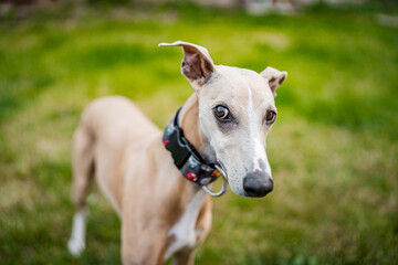 Healthy happy close-up portrait of light brown pure bred dog whippet. Big nose, funny dog.