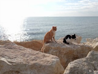 cats on the rock