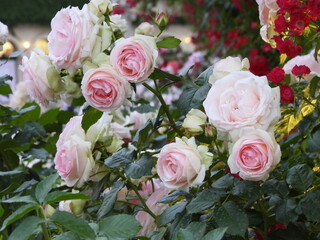 bouquet of pink roses