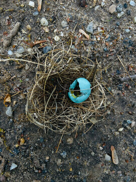 Broken robins egg and nest