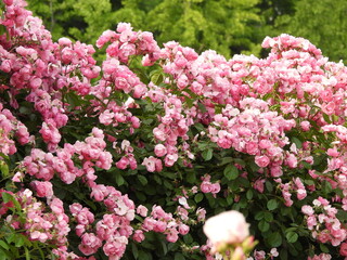 Obraz premium Numerous beautiful pink rose bushes