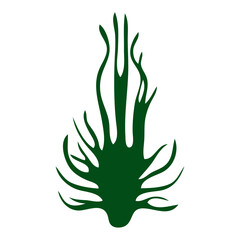 A silhouette algae or seaweed