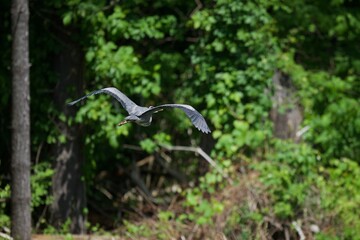 Great blue heron flying in forest