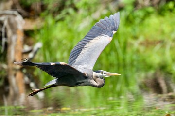 Obraz premium Great Blue Heron Flying over water