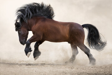 Black horse with long mane