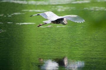 Great blue heron flying over water