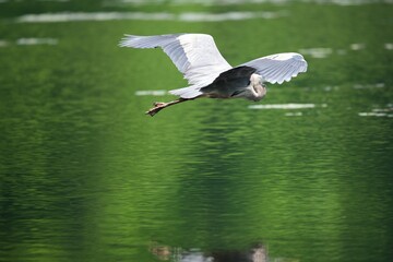 Great blue heron flying over water