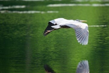 Obraz premium Great blue heron flying over water
