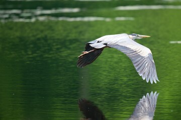 Great blue heron flying over water