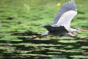 Great blue heron flying over water