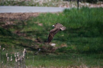 Osprey flying