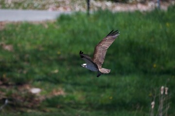 Osprey flying