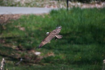 Great blue heron flying in in forest