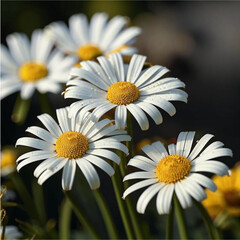 Fototapeta premium Daisies in a Summer Meadow, Vibrant and Blooming, Against a Sunny Field