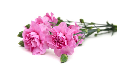 Stack Pink Carnations on white background