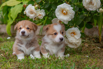 Acute Welsh corgi two puppies sits near a bush of blooming roses on a walk in summer