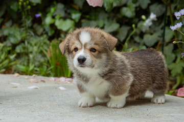 Cute little Welsh corgi puppy on a walk on the path