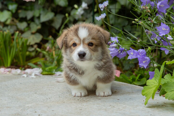 A cute Welsh corgi puppy sits near a bush of blooming roses on a walk in summer