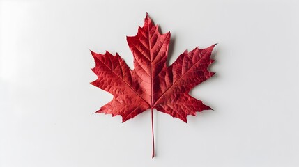 Vibrant Red Maple Leaf with Intricate Veins on Pure White Background