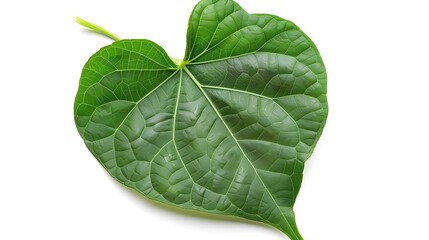 Stunning Heart-Shaped Morning Glory Leaf in Vibrant Green with Prominent Veins